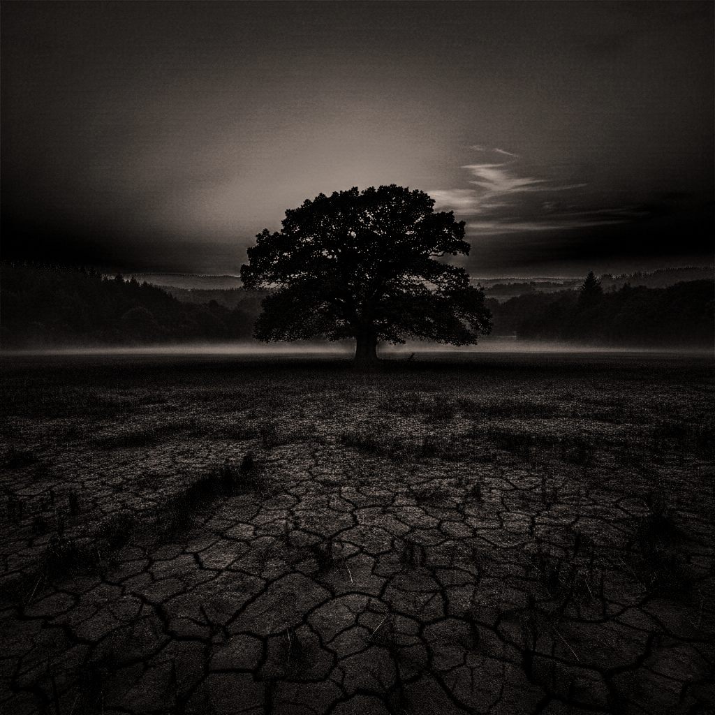 Arbre isolé dans une plaine, en noir et blanc